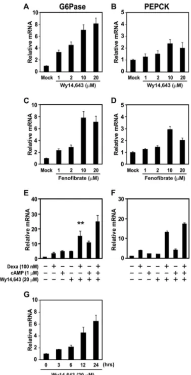 FIGURE 2. Effect of PPAR ␣ ligands on the mRNA level of gluconeogenic