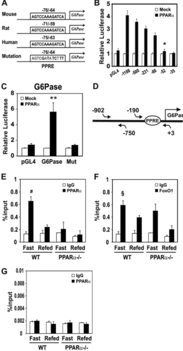 FIGURE 4. Binding of PPAR ␣ to the putative PPRE in the G6Pase gene in
