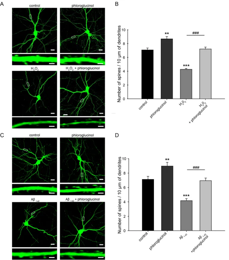 Fig 3. Phloroglucinol ameliorates the reduction in dendritic synaptic density- induced by A β 1–42 in primary hippocampal neuron cultures