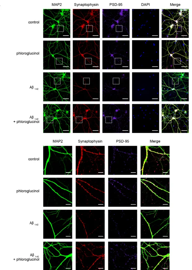 Fig 4. Phloroglucinol ameliorates the reduction in the synaptophysin and PSD-95 immunoreactivities induced by A β 1–42 in primary hippocampal