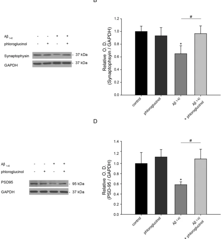 Fig 5. Phloroglucinol ameliorates the reduction in synaptophysin and PSD protein induced by A β 1–42 in primary hippocampal neuron cultures