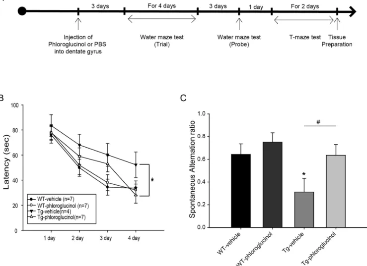 Fig 6. Phloroglucinol rescues cognitive dysfunction and working memory in the 5XFAD Tg mouse model