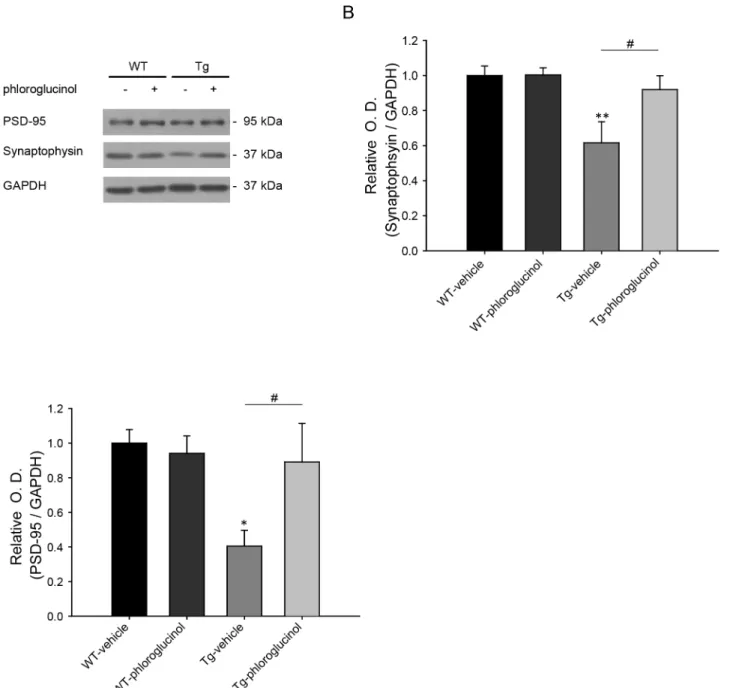 Fig 7. The reduced protein level of synaptophysin and PSD-95 was restored by phloroglucinol in 5XFAD Tg mouse model
