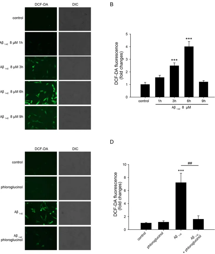 Fig 2. Phloroglucinol reduces intracellular ROS accumulation induced by A β 1–42 treatment