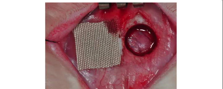 Fig. 1 Bilateral parietal bone defect of rabbits. The right side contained 4HR-incorporated SFM, and the left side served as the uncovered control.