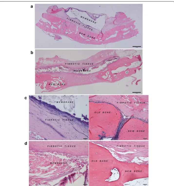 Fig. 2 Histological images at 8 weeks after the operation. a 4HR-incorporated SFM (bar = 1 mm)