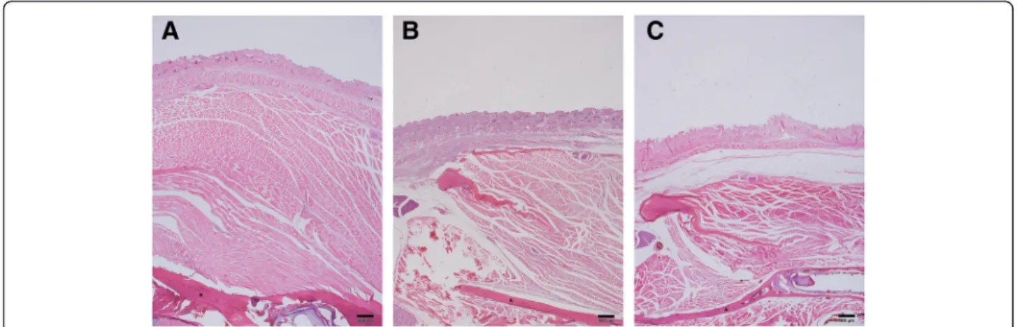 Fig. 3 Histological view. a The saline-treated group, b 5-U BTX-treated group, c 10-U BTX-treated group