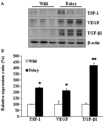 Figure 2. Protein expression levels of VEGF, VEGFR2, FGF-2 and P-p38  in the Fabry mouse kidney