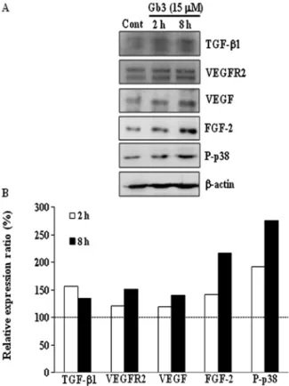 Figure 4. Measurement of caspase-3/7 activity in the Fabry mouse kidney.  Fifty micrograms of renal tissue lysates was used to estimate caspase-3/7  activity (n=3)