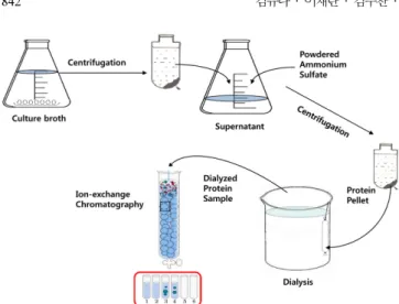 Fig. 2. Qualitative agarase assay using Lugol’s iodine solution: (A), authentic β-agarase from sigma; (B), authentic β-agarase from sigma (5-times dilution); (C), crude enzyme from culture broth of cells; (D), sterile distilled water