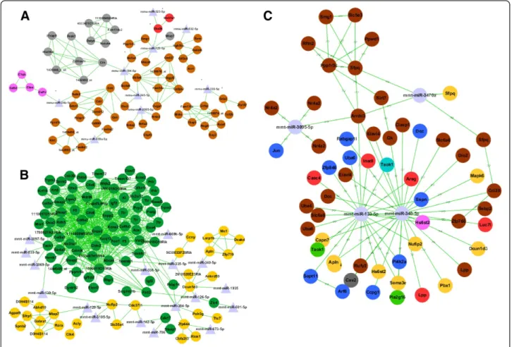 Figure 2 The subnetwork of weighted coexpression networks of miRNA-mRNA in AD. (A) The subnetwork of brown, grey, and pink module genes and related miRNAs