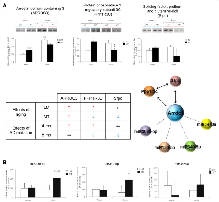Figure 3 Verification of the expression of mRNA and miRNA in the hippocampus of Tg6799 mice