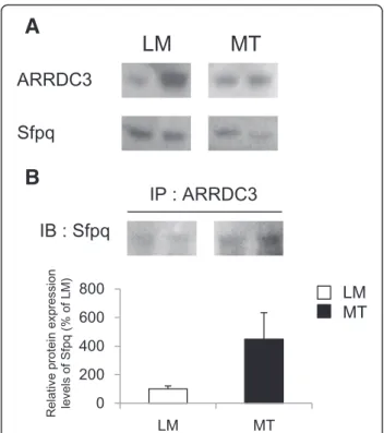 Figure 4 Molecular interaction between ARRDC3 and Sfpq proteins. (A) The protein levels of ARRDC3 and Sfpq in the hippocampus of Tg6799 mice were determined using Western blot