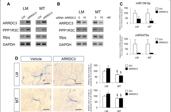 Figure 5 Validation of ARRDC3 function in primary cultured cortical neurons from Tg6799 transgenic mice