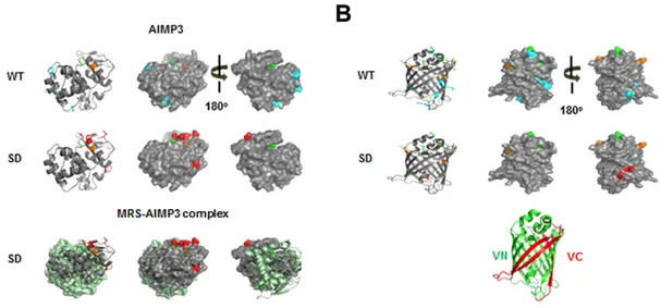 Fig. 4. Met-misincorporated residues in Flag-VN–AIMP3 and their location in the AIMP3 and Venus structures