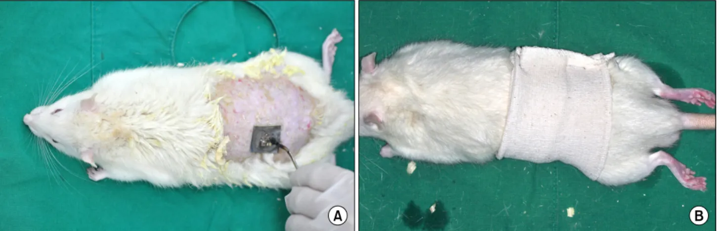 Fig. 1. Burn Injury model. (A) A second degree burn injury of 2×2 cm size was created on the back of the rat using stamp