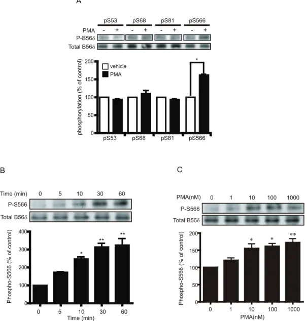 Figure 1. The PKC activator PMA increases phosphorylation of B56d at Ser566. (A) N2a cells expressing FLAG-B56d subunit were treated with DMSO (vehicle) or PMA (5 nM) for 5 min
