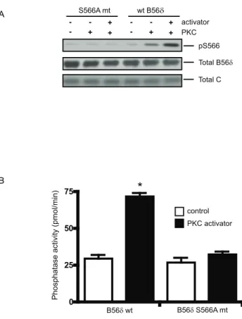 Figure 2. Rottlerin inhibits PMA-dependent phosphorylation of Ser566 in B56d. N2a cells expressing FLAG-B56d were pretreated without or with rottlerin (5 mM) for 30 min as indicated and then treated with DMSO (Control) or PMA (10 nM) for an additional 10 m