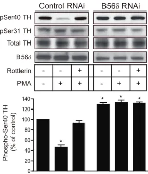 Figure 4. Phosphorylation of B56d at Ser566 mediates PMA- PMA-dependent dephosphorylation of Ser40 of tyrosine  hydroxy-lase