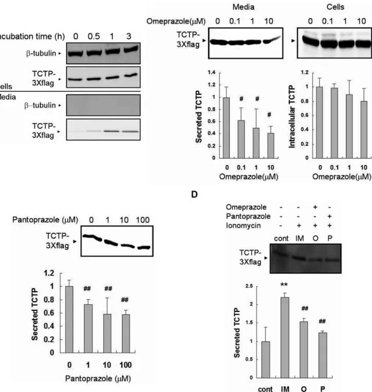 Figure 2. The secretion of exogeneously expressed TCTP in HEK293 cells is inhibited by omeprazole and pantoprazole