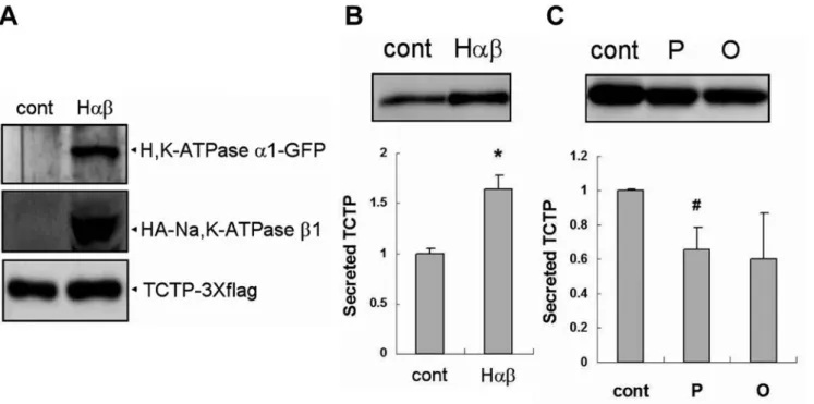 Figure 3. Increased TCTP secretion by over-expression of proton pump is inhibited by pantoprazole in HEK293