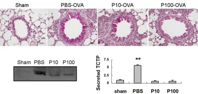 Figure 4. Pantoprazole alleviates asthmatic responses and inhibits TCTP secretion in OVA-sensitized/challenged mice