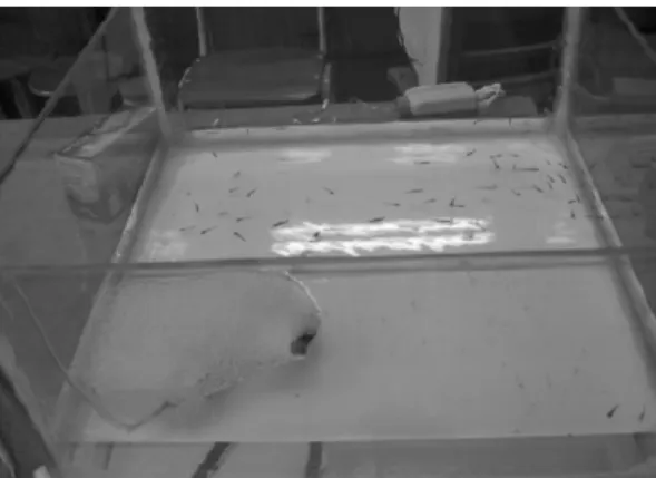 Fig.  3.  Term  of  fit  environment  for  acute  toxicity  test  by fish.