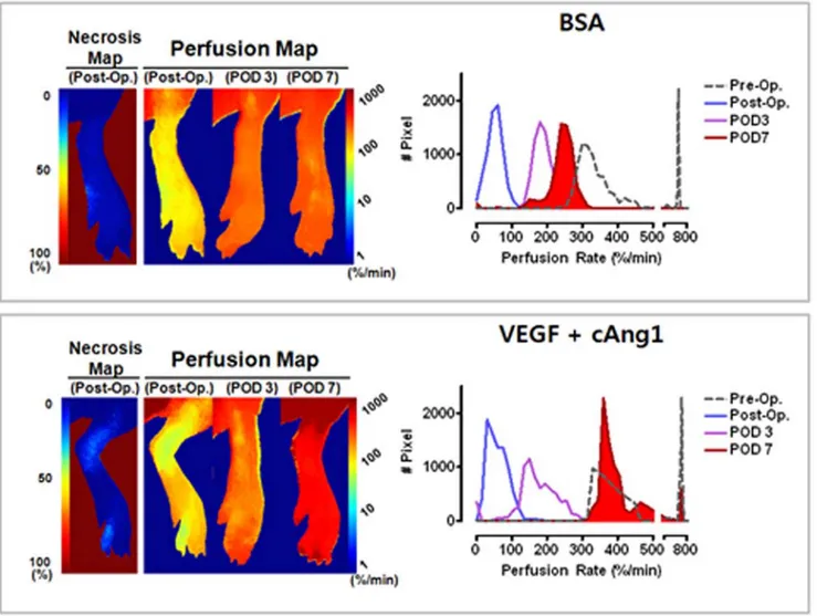 Figure 4. Therapeutic effects of VEGF and cAng1 on tissue perfusion. Representative cases of BSA control and combined treatment groups