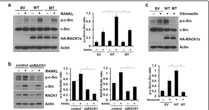 Fig. 3 RACK1 regulates RANKL-induced c-Src activation. a Mature osteoclasts generated from BMMs were serum-starved and stimulated with 200 ng/mL RANKL for 20 min