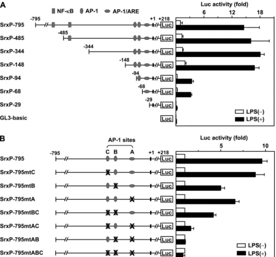 FIGURE 3. Identification of the cis-acting elements that are responsible for LPS-mediated Srx induction