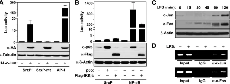 FIGURE 5. Induction of Nrf2 and its target genes in BMM cells exposed to LPS. BMM cells prepared from wild-type (Nrf2 ⫹/⫹) or Nrf2 knock-out mice (Nrf2⫺/⫺) were treated with LPS (100 ng/ml) for the indicated times