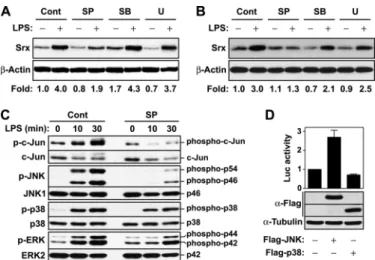 FIGURE 7. Involvement of Nox2-derived ROS in LPS-mediated Srx induction. A, RAW264.7 cells were preincubated in medium without phenol red in the absence or presence of 5 ␮ M DPI or 100 ␮ M BHA for 30 min and then were treated with LPS (1 ␮g/ml) for the ind