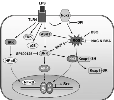 FIGURE 8. The proposed model for redox regulation of LPS-induced Srx