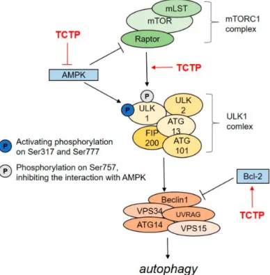 Figure 1. Negative regulation of autophagy by TCTP. In the initiation step of autophagy, TCTP may inhibit AMPK-induced ULK1 phosphorylation on Ser317 and Ser777, which activates the formation of the Beclin 1 complex