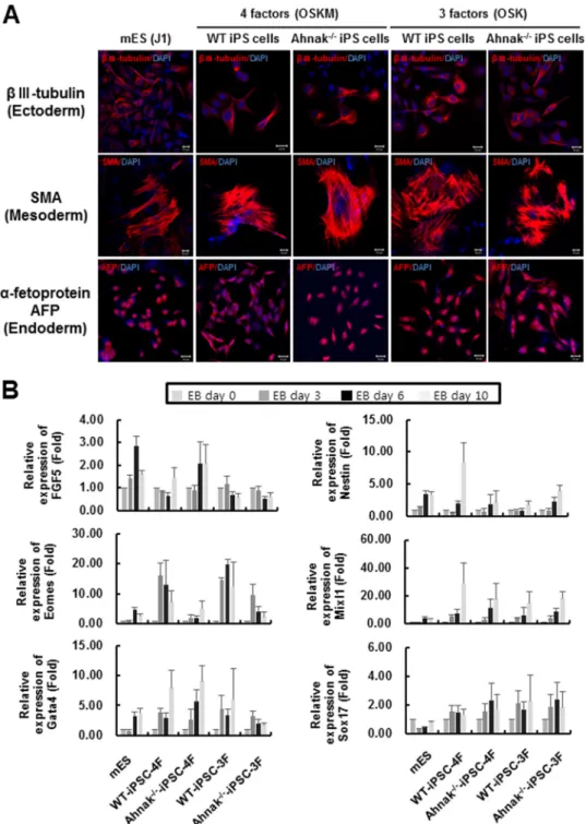 FIGURE 5. Differentiation of iPSC derived from wild type and Ahnak ⴚ/ⴚ MEF. A, in vitro differentiation of wild type and Ahnak ⫺/⫺ iPSC generated with four (OSKM) or three factors (OSK)