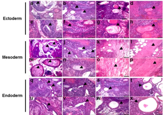 FIGURE 6. Teratoma formation by iPSC generated from Ahnak ⴚ/ⴚ MEF. Histology of teratomas formed after injection of iPSC from Ahnak ⫺/⫺ MEF with three factors into immunodeficient SCID/beige mice
