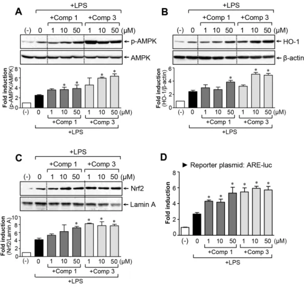 Figure 5: Effects of comp 1 and 3 on AMPK and Nrf2/ HO-1 signaling pathways.  (A) Cell extracts were prepared from BV2  cells treated with LPS (100 ng/ml) alone or with the indicated concentrations of comp 1 or 3 for 1 h and then subjected to western blot 