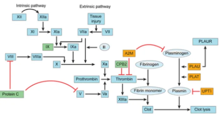 Fig 9. Genes in the coagulation cascade with altered expression levels. Yellow boxes indicate upregulated genes (fold change 2 and p < 0.05)