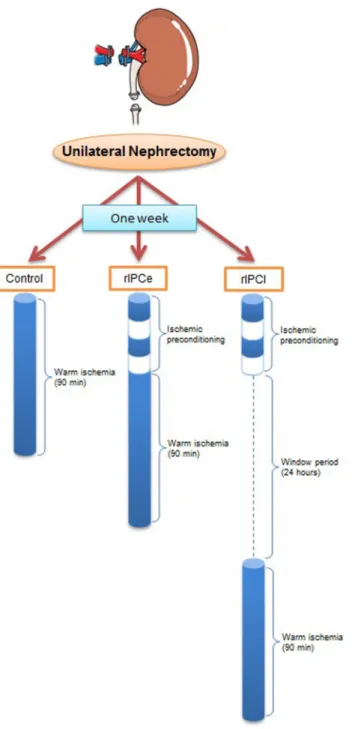 Fig 1. Experimental protocol. Blue cylinders represent the time zone of clamping and clear cylinders represent the declamping