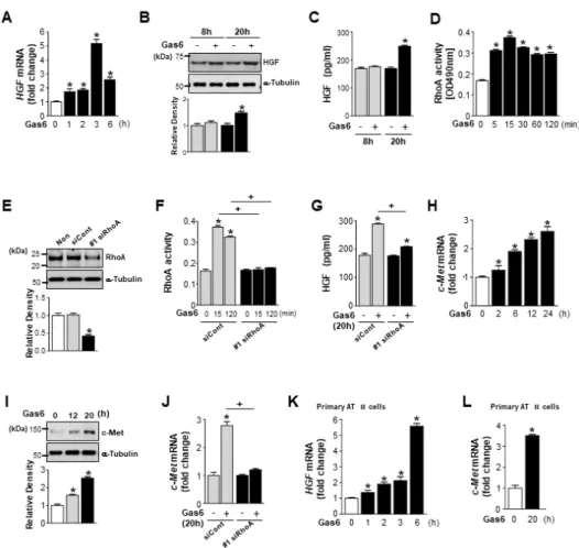 Figure 1. Growth arrest-specific protein 6 (Gas6) induces RhoA-dependent hepatocyte growth factor  (HGF) production and c-Met expression in lung epithelial cells