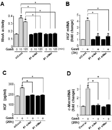 Figure 2. Axl or Mer is involved in the Gas6-mediated enhanced RhoA activity and increased  expression levels of HGF and c-Met in lung epithelial cells