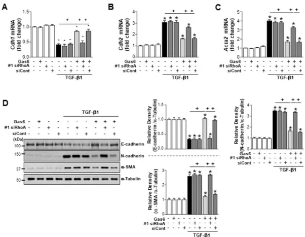 Figure 3. RhoA is involved in the Gas6-induced inhibition of epithelial–mesenchymal transition 