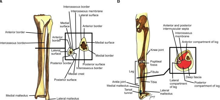 Fig. 1. Schematic drawings of the lower leg including tibia, fibula, and interosseous membrane