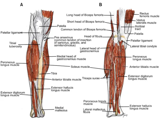 Fig. 3. Schematic muscular drawings  of the lower leg. (A) Anterior view. 
