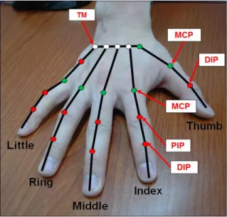 Table  2  Denavit-Hartenberg  parameters  in  the  kinematic  chain  of  other  finger  (index-little  finger)
