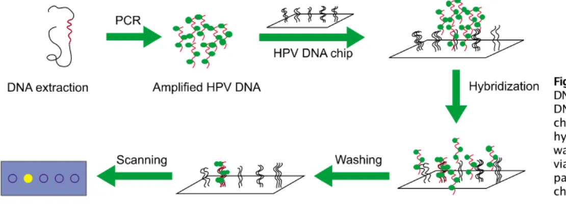 Fig. 2. Specimen used for HPV DNA detection extracted from main mass during surgery. HPV, human papillomavirus.