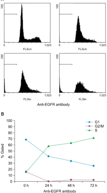 Fig. 8. The deactivation of cell cycle related proteins. Anti-integrin α 2  and anti-EGFR blocking antibodies effectively decrease the  protein levels related cell cycle arrest in SCC25 cells