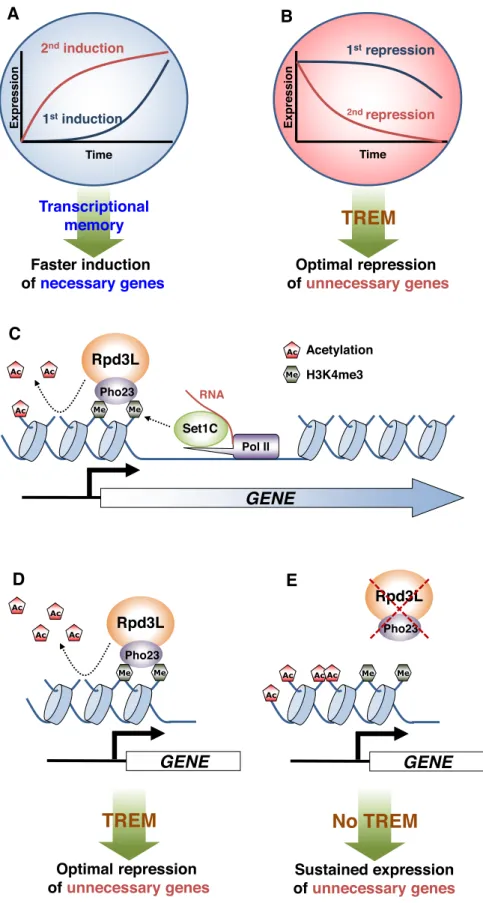 Figure 6. Transcriptional memory and models for regulation of TREM by Rpd3L. (A) When cells are exposed to a stimulus, the genes necessary for cellular