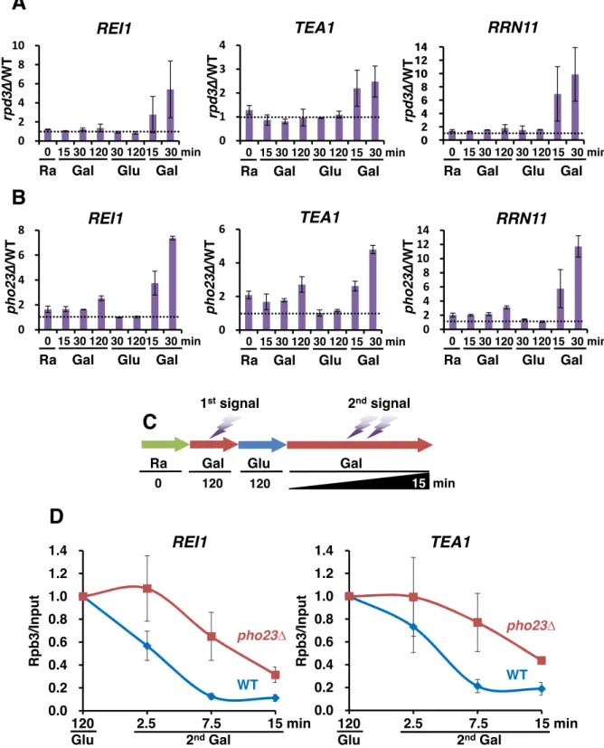 Figure 2. Rpd3L induces transcriptional repression memory. (A) RPD3 and rpd3 Δ strains were grown in SC medium containing raffinose and then se-