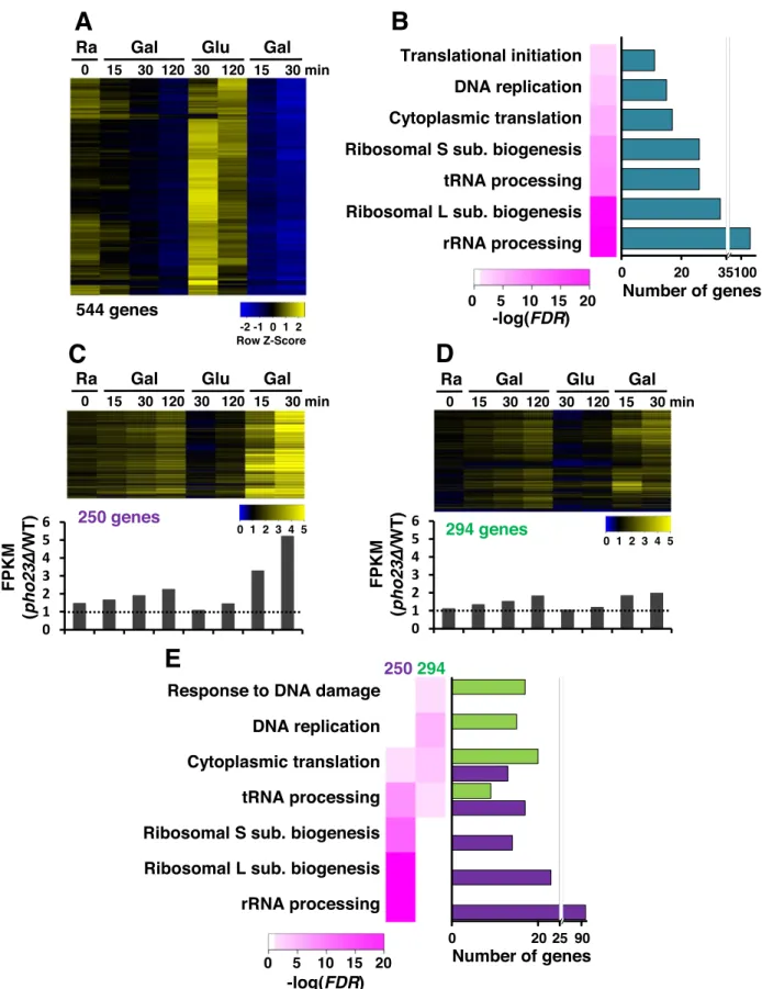 Figure 3. Rpd3L is required for global TREM. (A) Expression profiles of 544 TREM genes